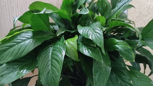 Женское счастье (спатифиллум) желтеют листья, причины смотреть онлайн