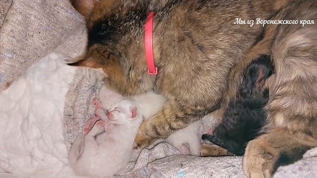 Прибавление у кошки Муськи/Впереди лето!/ Новоусманский район/28 мая 2023г смотреть онлайн