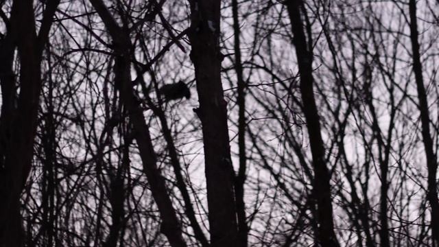 Wild Turkey Flying 2 смотреть онлайн