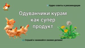Одуванчики курам как супер продукт