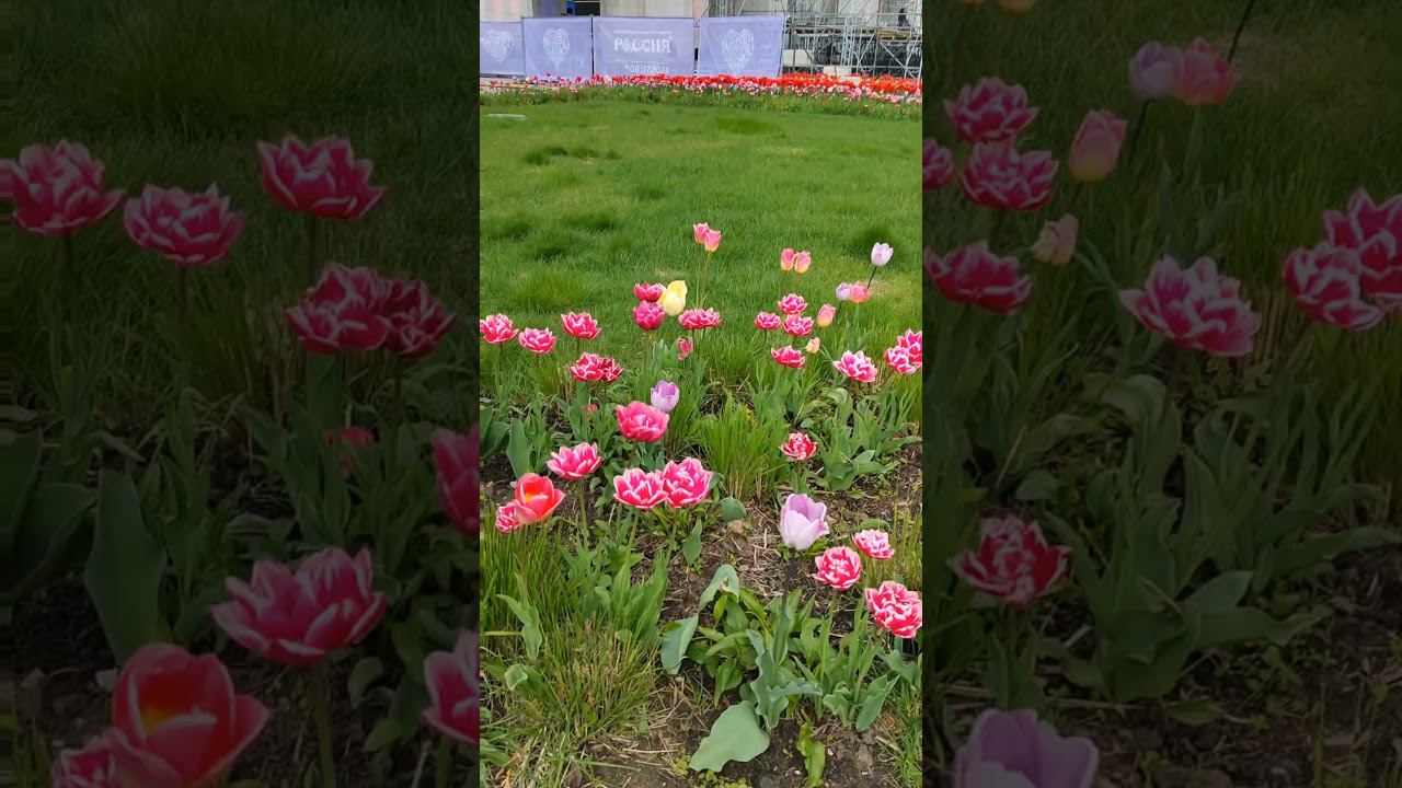 #shorts Море тюльпанов на #ВДНХ Я в диком восторге смотреть онлайн