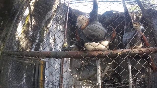 Зоопарк Кхао Кхео. Олени, обезьяны, пингвины, медвекот. Часть 1 смотреть онлайн