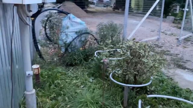 21.09.22. Соседские козы внесли свои коррективы в наши рабочие планы. И это не впервой!))