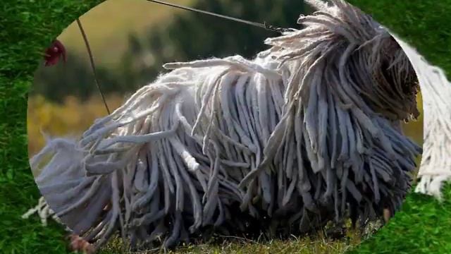 Венгерская овчарка (Комондор) смотреть онлайн