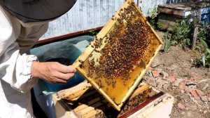 Узбекский пчелопакет. Часть IV. "Один лучше, чем два?!"