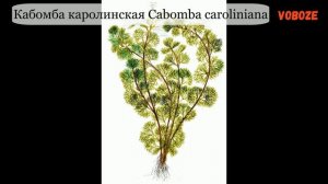 Кабомба в аквариуме, каролинская, водная, красная, как сажать, размножение, как обрезать.