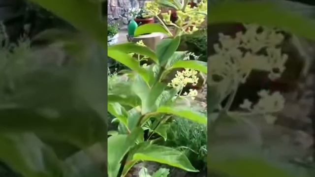 Гортензия Секреты по выращиванию #просто смотреть онлайн