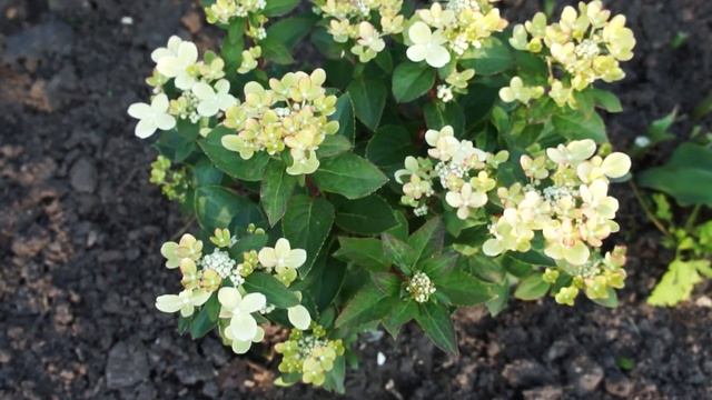 Гортензия Полистар (Polestar)- одна из самых миниатюрных метельчатых гортензий смотреть онлайн