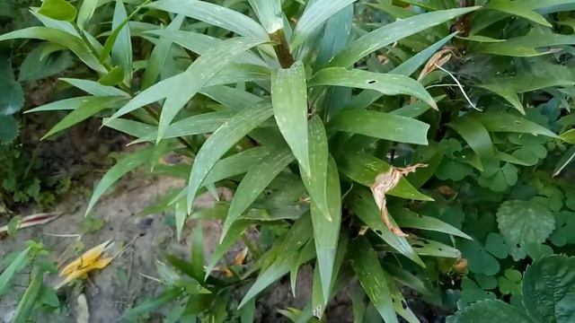 Обрезаем лилии после цветения. смотреть онлайн