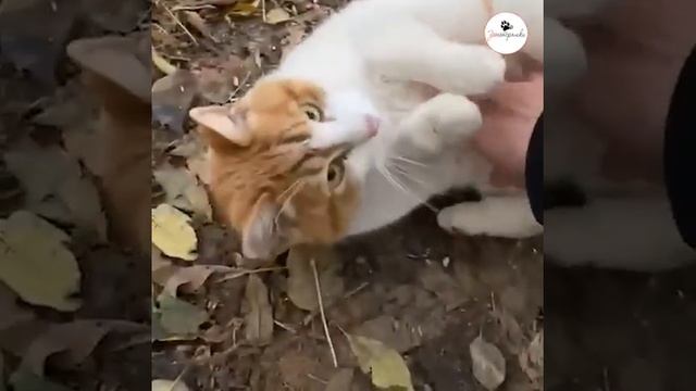 Рыжий ласковый кот живет с другом, который добывает ему еду