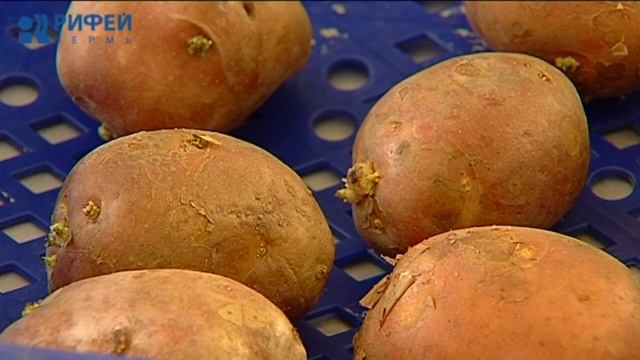 Зеленый участок. Проращивание картофеля смотреть онлайн