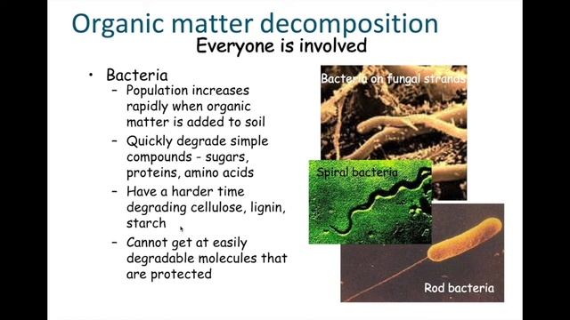 Soil Microbiology смотреть онлайн