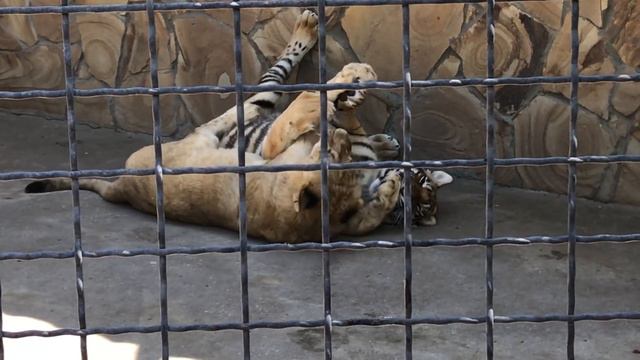 Львенок-говорун затеял борьбу с тигром! Тайган A lion cub has started a play with the tiger! Taigan смотреть онлайн