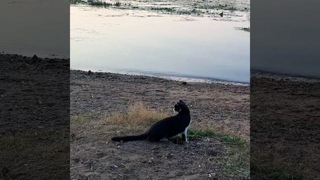 Усть - Ижора смотреть онлайн