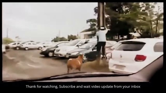 Смешной ГОРЯЧИЙ барашек!! Смешное видео смотреть онлайн
