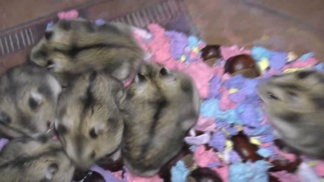 Джунгарские хомячки Помёт "К" смотреть онлайн