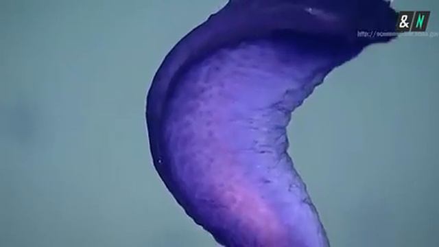 Ученые запустили прямую трансляцию со дна Марианской впадины смотреть онлайн