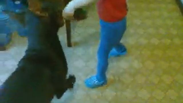 Егорка (4 годика) и Доберман Юкас Юпитер (6 месяцев) смотреть онлайн