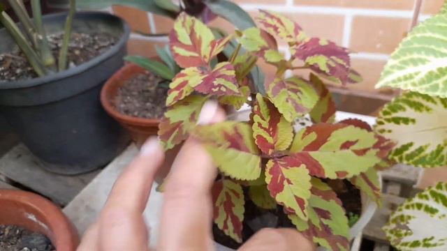 Tour pelas minhas lindas plantas #tour 🌲🥀🌵🌾 смотреть онлайн