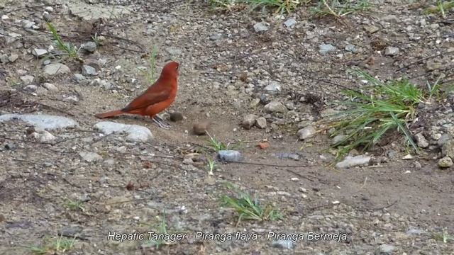 Hepatic Tanager. Piranga flava - Piranga Bermeja смотреть онлайн