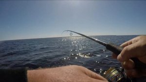 Ловим окуня на Рыбинском водохранилище .