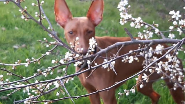 Gera Im Frühling/ Гера весной (Cirneco Dell'Etna Art Vitae Baheria)