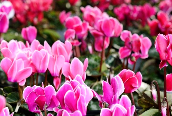 Ф.Шопен.Ноктюрн №12. смотреть онлайн