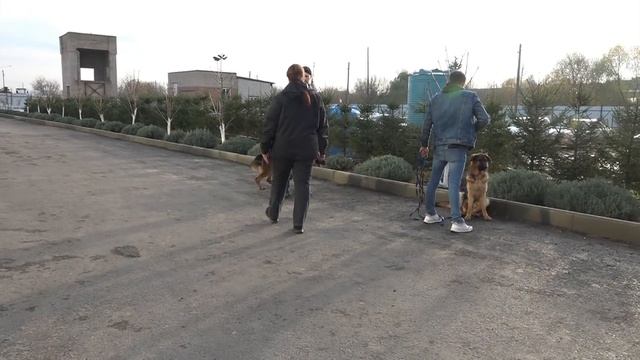 ДТ-197. Выездной урок - работа со стаей немецких овчарок. 1. Первая встреча смотреть онлайн