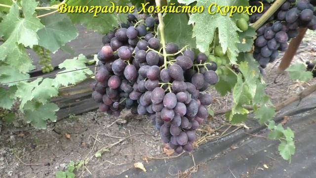 Виноград 2023. Брависсимо - отличный кишмиш 1 класса! смотреть онлайн
