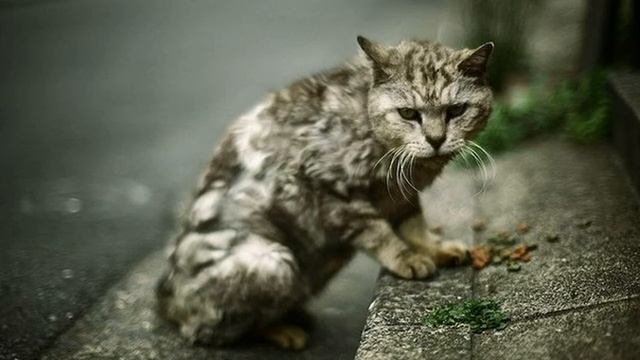 Тажибаева Карина, И. Мазунина «Уродливый кот» смотреть онлайн