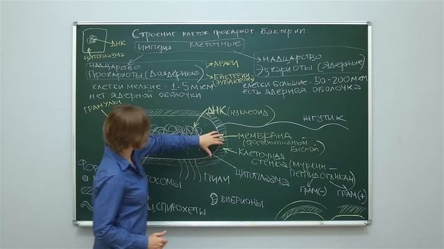 Биология. Цитология: Строение клеток прокариот. Бактерии. Центр онлайн-обучения «Фоксфорд» смотреть онлайн