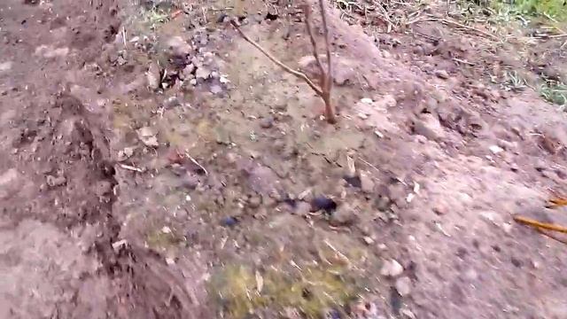 Грядки из оцинковки Синьор Помидор #2. Лучший способ установки. #Грядки БЕЗ СОРНЯКОВ смотреть онлайн