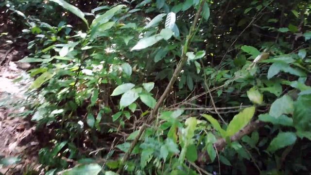 WILDTRAVLER KHAO PHANOM BENCHA NATIONALPARK EXTREAM HIKING TRIP PURE JUNGLE смотреть онлайн