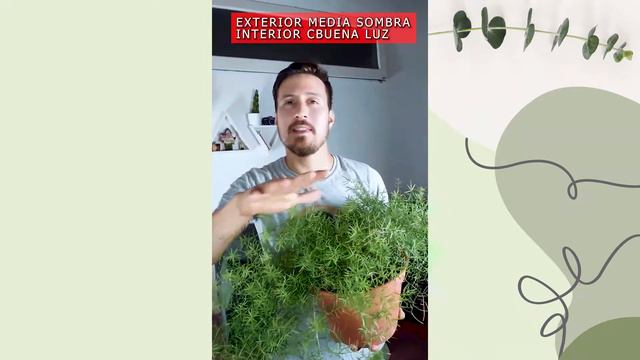 CUIDADOS DE LA ESPARRAGUERA | Asparagus | Plantas fáciles de cuidar смотреть онлайн