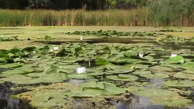 Свадебное путешествие. Сплав на байдарке по реке Сиверский Донец. СЕНТЯБРЬ, 2020. смотреть онлайн