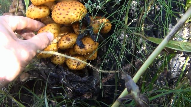 Ежовик гриб / Ежёвик кораллови́дный / Редкий гриб / Выводит людей из депрессии