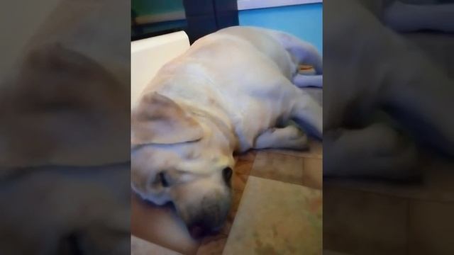 Грозный пес лает во сне смотреть онлайн