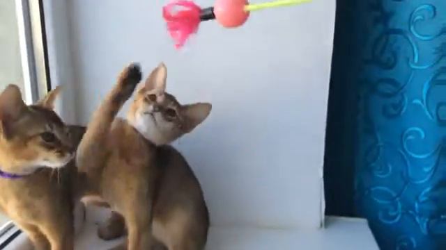 Абиссинская кошечка ждёт в Анапе
