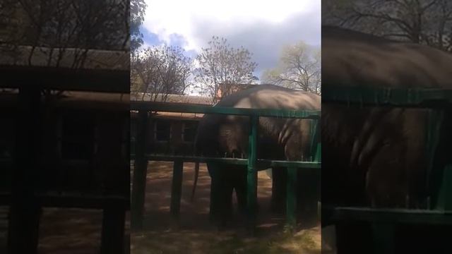 Одесский зоопарк.- слон танцует))) смотреть онлайн