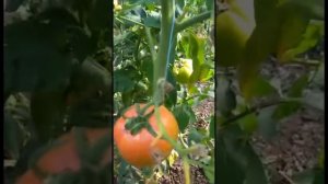 ОБЗОР ЛУЧШЕГО СОРТА РОЗОВОГО ПОМИДОРА ПИНК ХИТ.ОСЕНИЙ СБОР