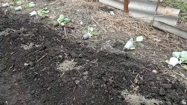 Посадка огорода, когда близко грунтовые воды. Planting a vegetable garden when ground water is clos смотреть онлайн