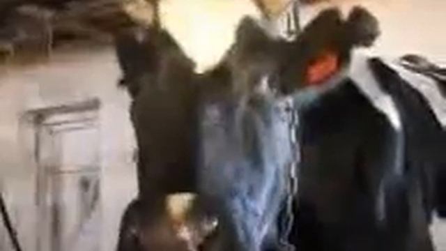 glava v olga смотреть онлайн