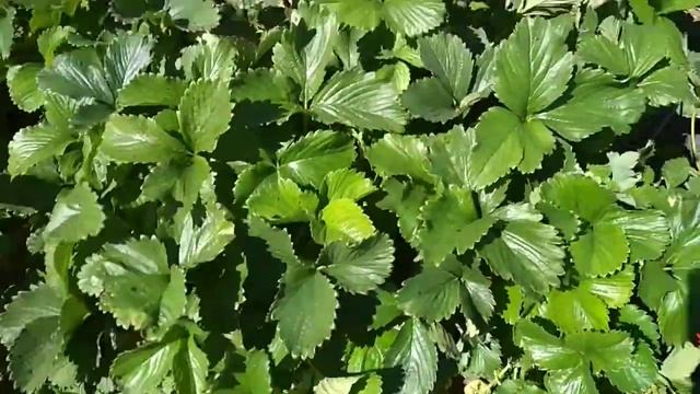 сорт клубники Флоренция(Флоренс)