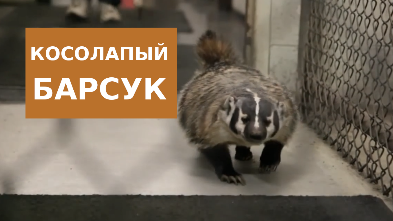 Косолапый Барсук смотреть онлайн