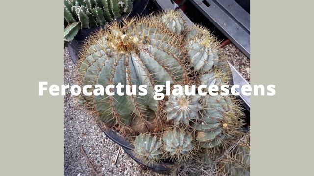 Ferocactus glaucescens #shorts смотреть онлайн