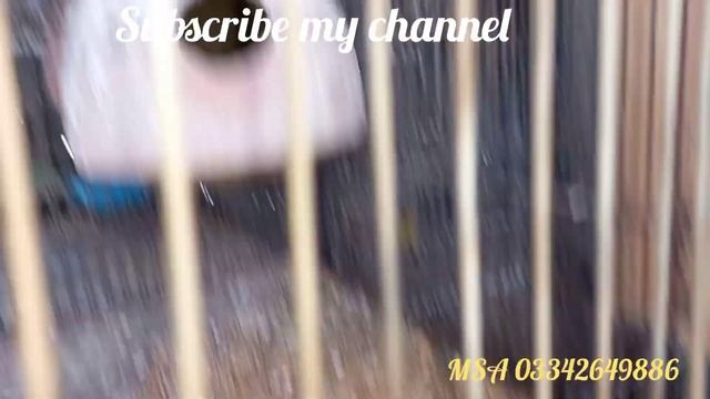 java breeding progress... not satisfying... Foster to other pair.. how to Foster check the video.. смотреть онлайн