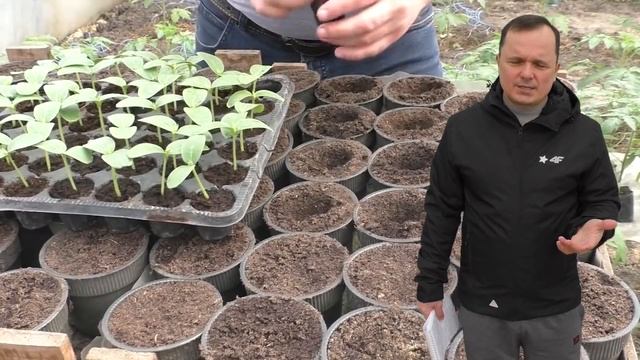 Как мы выращиваем крепкую рассаду огурцов - два хороших способа! смотреть онлайн