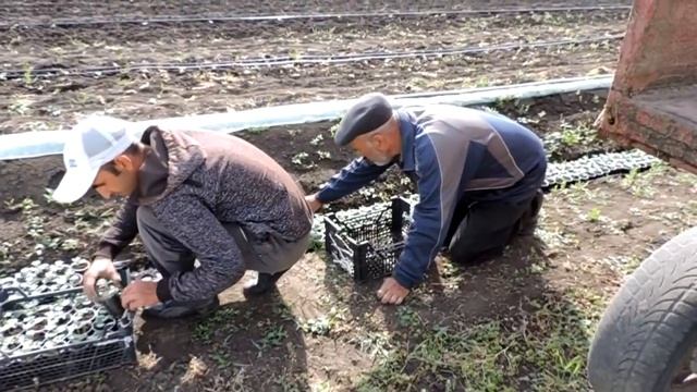 Арбуз Херсонщины #3. Капельный полив арбуза и высадка в открытый грунт