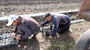 Арбуз Херсонщины #3. Капельный полив арбуза и высадка в открытый грунт