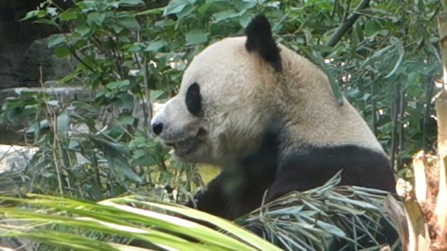 Панда, Пекинский зоопарк смотреть онлайн